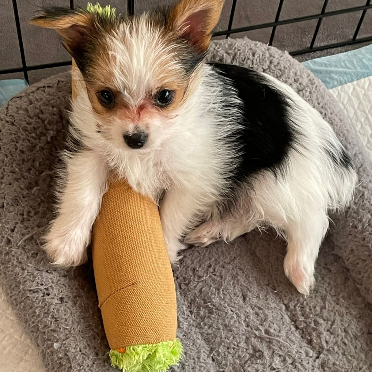 B the Blunt - Squeaky Parody Dog Toy - 10" For Pet PAW20