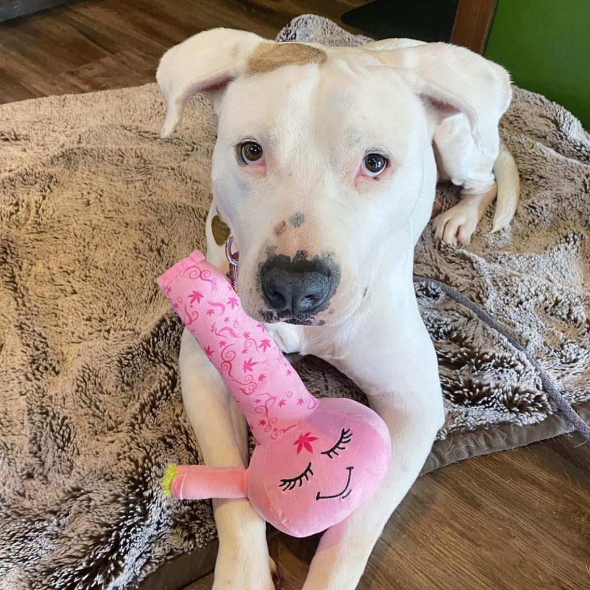 Harmony Bong | 420 Dog Toy & Collectible Plush For Pet PAW20