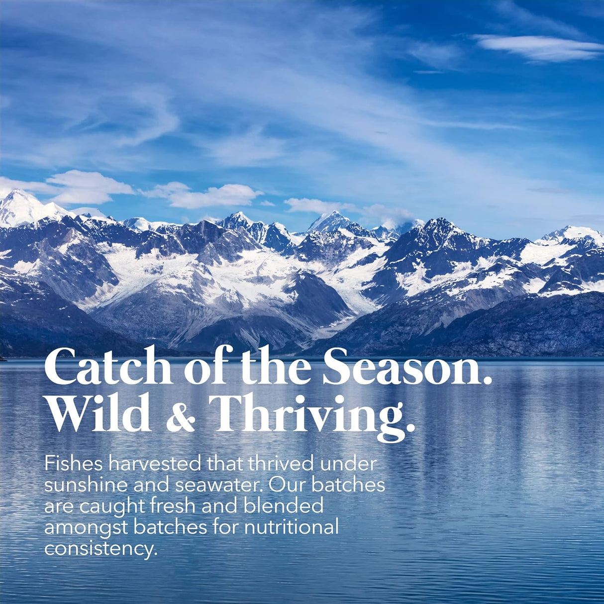 PetPal | Pure Wild Caught Fish Oil for Dogs & Cats Pet Supplement For Pet Neo Wholesale Co.