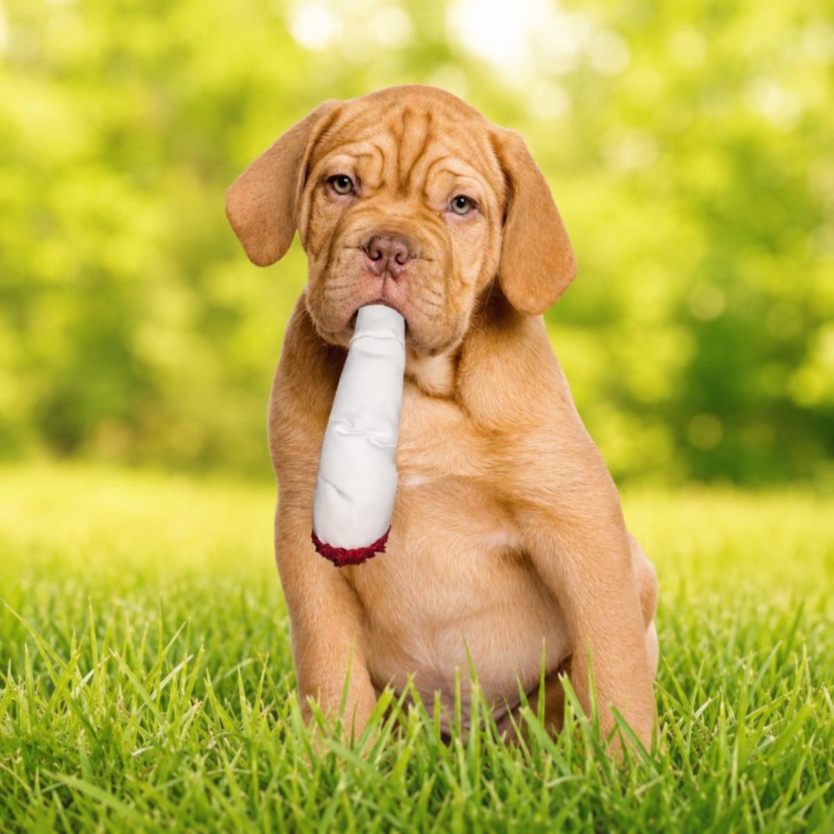 Jay the Joint | 420 Dog Toy & Collectible Plush For Pet PAW20